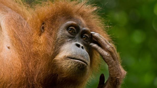 Ein Orang-Utan kratzt sich nachdenklich am Kopf.