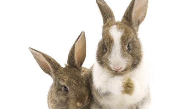 „Kaninchen sind kein Ostergeschenk“