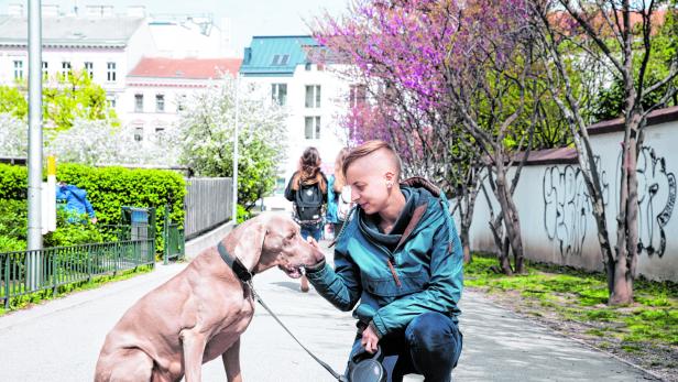 Wien: Viel Gebell um „Pinkel-Verbot“ für Hunde