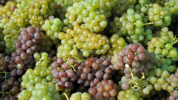 Schon die Kelten begannen in unseren Breiten Wein anzubauen.
