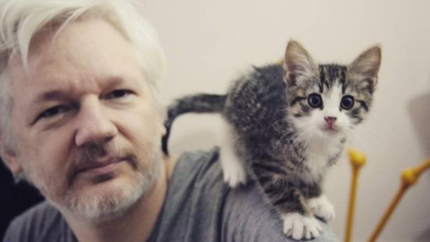Embassy Cat: Katze von Assange ist in Sicherheit
