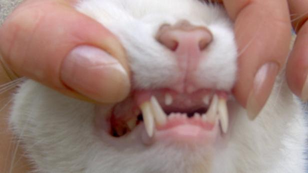 Tierquäler reißt Katzen Schneidezähne aus