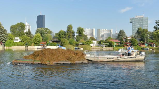 Wie die Stadt verhindern will, dass die Alte Donau zuwuchert