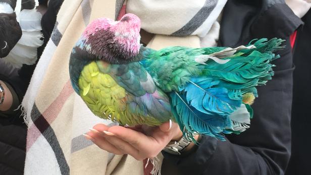 Aufregung bei Tierschützern: Gefärbte Tauben als Attraktion