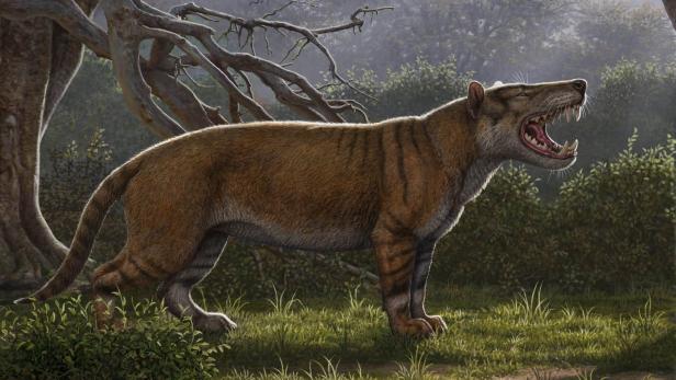 Eine Illustration zeigt die neuentdeckte Spezies, die Simbakubwa kutokaafrika genannt wird.