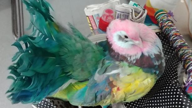 Gefärbte Tauben in Wien: Bulgarin angezeigt