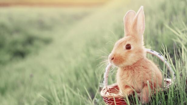 Ein orangefarbenes Kaninchen sitzt in einem Korb im Gras.