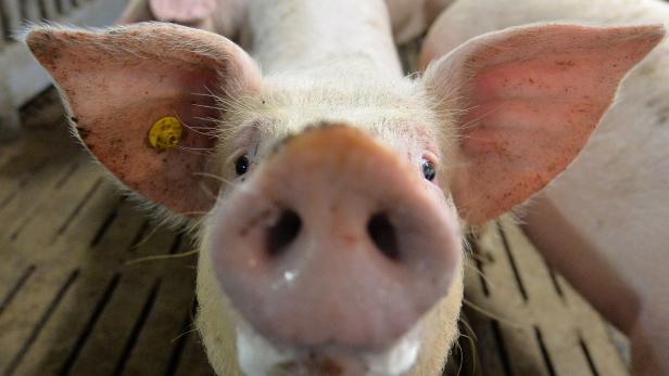 Bauernverband informiert über Afrikanische Schweinepest