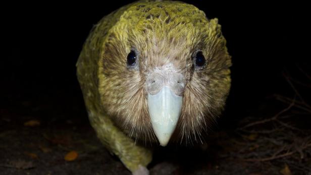 Der Kakapo ist ein Papagei, der in Neuseeland beheimatet ist.