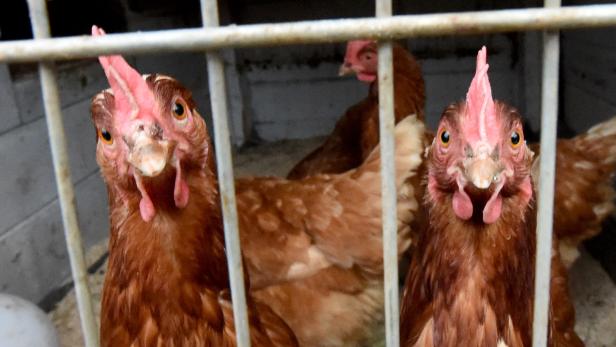Warum niemand wissen soll, dass Hühner im Käfig sitzen