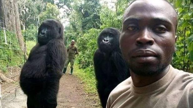 Die Gorillas scheinen menschliches Verhalten zu imitieren.