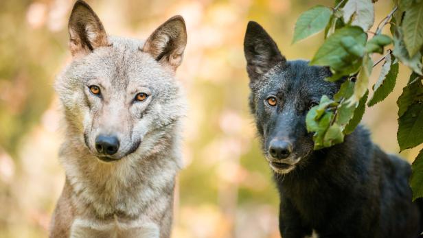 16 Wölfe leben derzeit im Wildpark Ernstbrunn