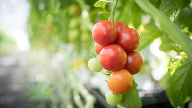 Tomaten stehen als Starkzehrer in der Fruchtfolge an erster Stelle.