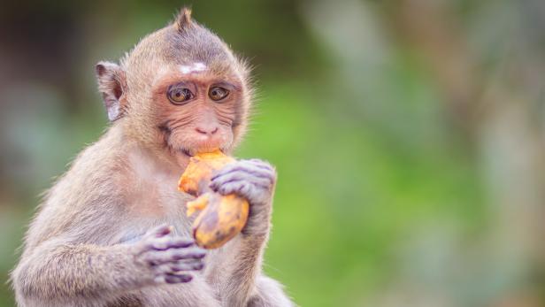 Affen sind wichtige Versuchstiere für die Medizin.