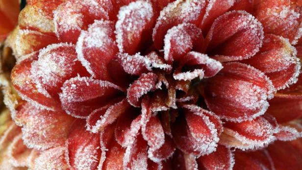 A wie aromatisierte Tees Bekannte Beispiele für aromatisierte Tees sind Jasmintee oder Rosentee. Im Alten China aromatisierte man Tee wegen der schlechten Wasserqualität in Peking oder Shanghai.