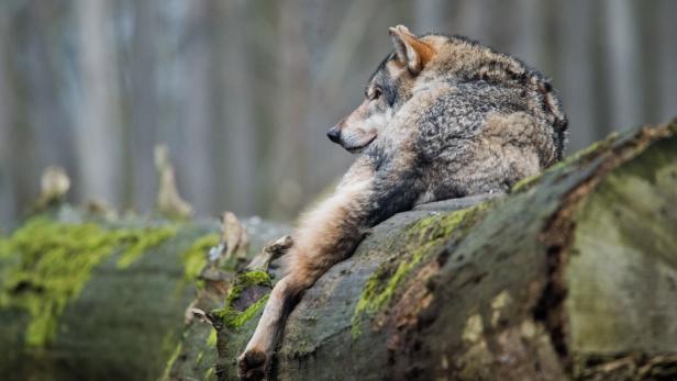 Risse im Waldviertel: Ein Ort in Angst vor dem Wolf