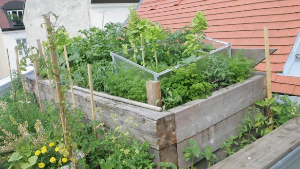 Gemüse-Kisterl im Garten - oder auf der Dachterrasse.
