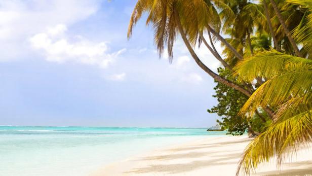 ein karibischer strand mit palmen