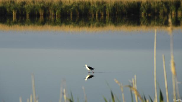 Vogelparadies Neusiedler See