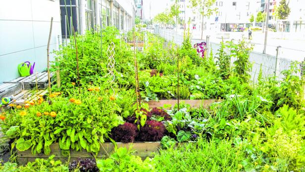 Gemeinschaftsgärten: Landwirte in der Stadt