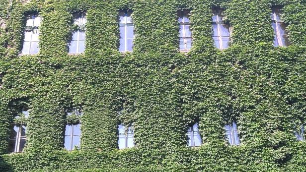 Wie grüne Fassaden Leben retten