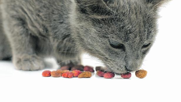 Grey kitten eating dry cat food Bildnummer: 36113381