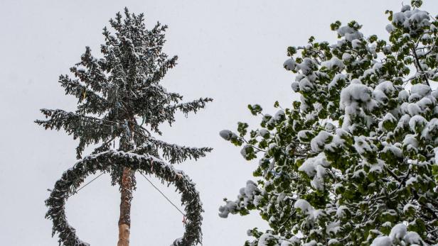 Ein mit Schnee bedeckter Maibaum steht neben einem Baum mit grünen Blättern.