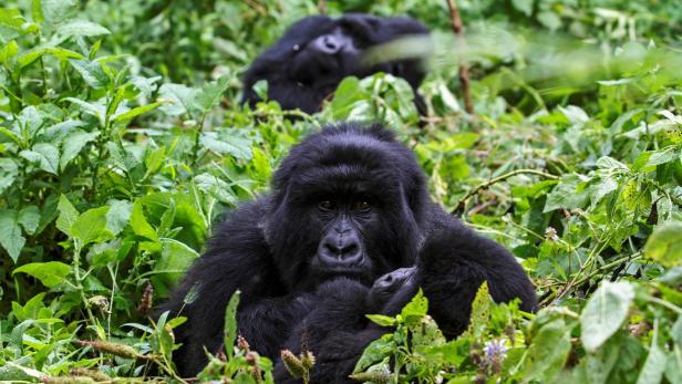 Vom grünen Dschungel auf die Rote Liste: Alle vier Gorilla-Unterarten sind vom Aussterben bedroht