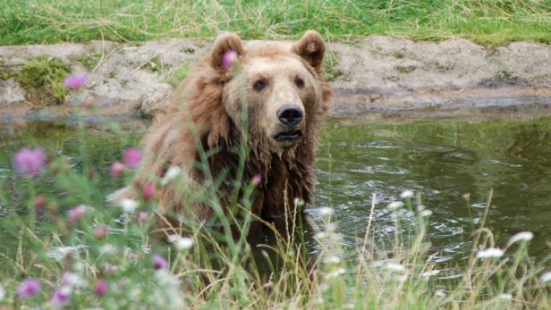 Braunbär Buno sitzt am Sonntag (24.07.2011) in seinem Gehege im Bärenwald bei Stuer. Der alte Braunbär Bruno aus Lübeck ist tot. Nur zwei Monate nach seiner Überführung in den Bärenwald starb das 34 Jahre alte Tier am Samstag (30.07.2011). Foto: Sabine Steinmeier/Bärenwald Müritz dpa/lno (zu lno 0021 vom 01.08.2011) +++(c) dpa - Bildfunk+++