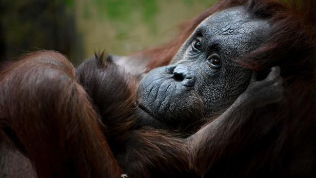 Auch Orang Utans befinden sich auf der Liste der bedrohten Tierarten.