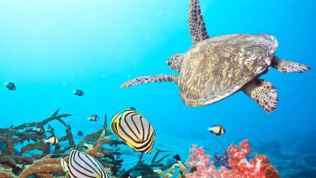 Meeresschildkröten zählen zu den stark bedrohten Arten.