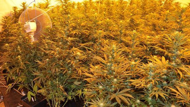 Ein Raum voller Cannabispflanzen unter künstlichem Licht, mit einem Ventilator im Hintergrund.