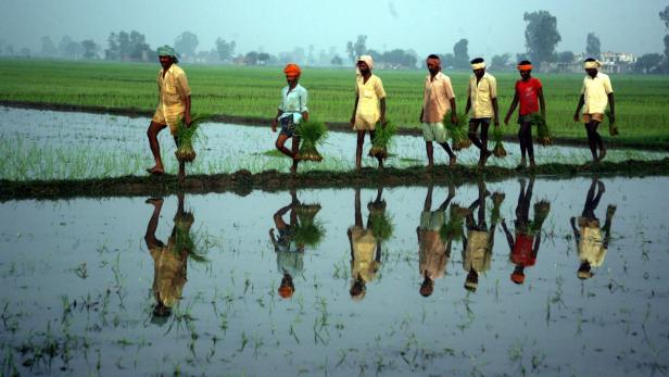 Mehrere Landwirte pflanzen Reissämlinge auf einem Reisfeld.