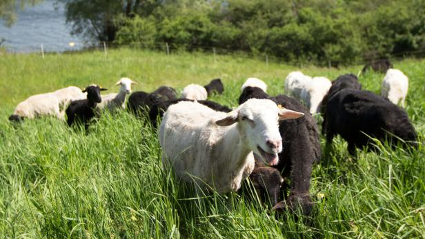 Auf der Donauinsel mähen bald Schafe die Wiese