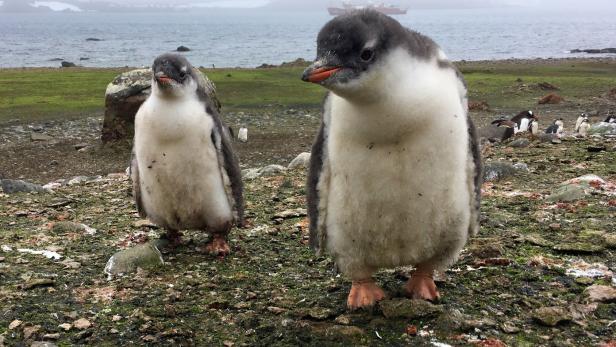Pinguinkot belebt die Antarktis.