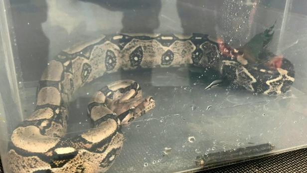 Python auf Umwegen: Reptil schlängelte durch Wiener Neustadt