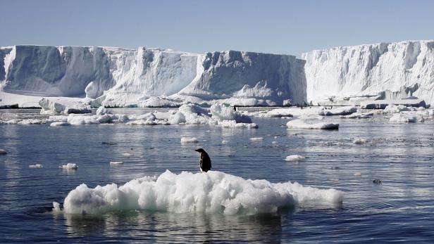 Ein Pinguin steht auf einer Eisscholle im Wasser vor einer Eiswand.