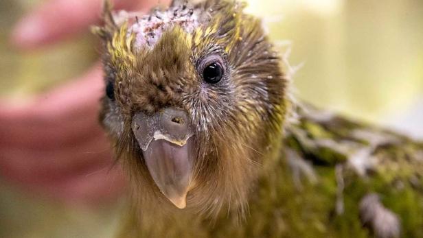 Der kleine Kakapo mit dem Namen &quot;Espy 1B&quot; erholt sich nach der Operation gut.