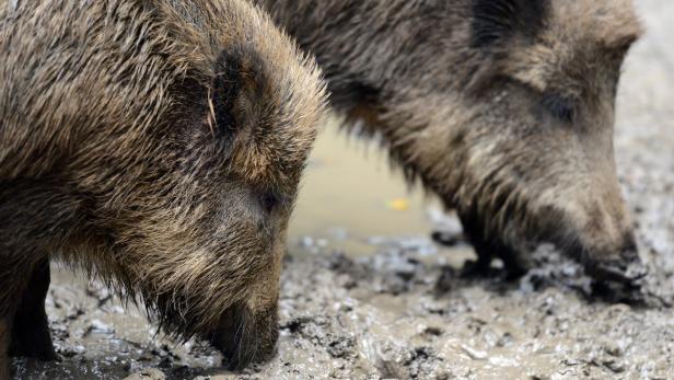 Zwei Wildschweine suchen im Schlamm nach Nahrung.