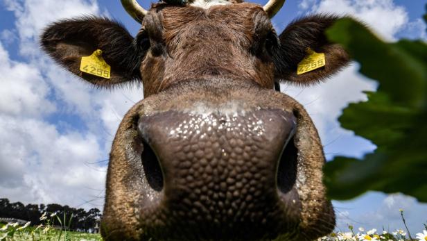 Gefährliche Influencer-Challenge: Küsse eine Kuh "mit oder ohne Zunge"