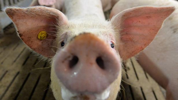 Schweinepest treibt Chinas Inflation in die Höhe