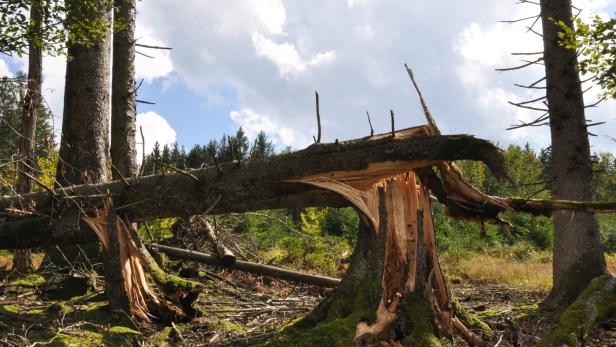 Klimawandel: Stirbt unser Wald?