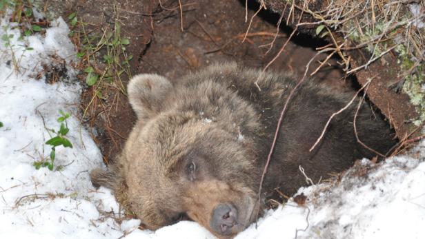 Was Braunbären und Murmeltiere im Winterschlaf verbindet