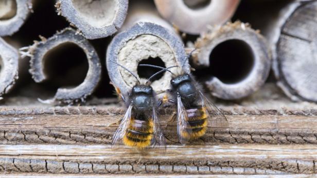 Bienen nützen hohle Stängel als Brutplatz.
