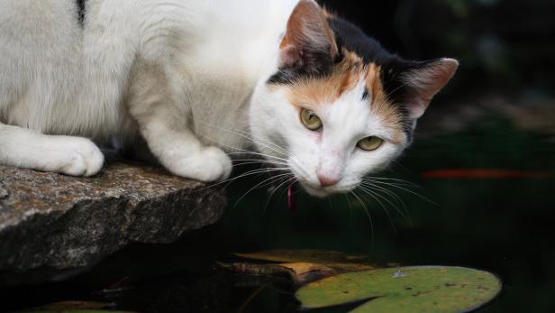 Wenn die Katze teuren Fisch mag...