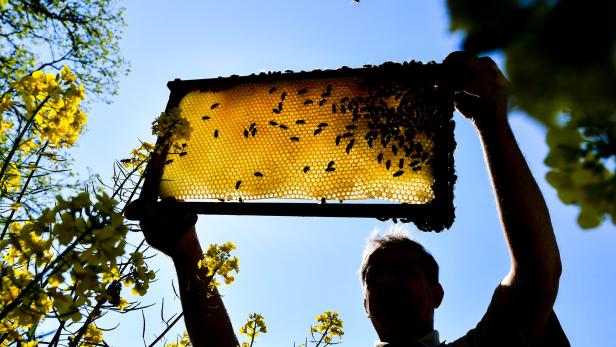 Bienenhaltung im eigenen Garten oder der Terrasse