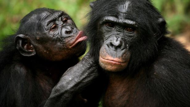 Der Bonobo oder Zwergschimpanse ist eine Primatenart aus der Familie der Menschenaffen.
