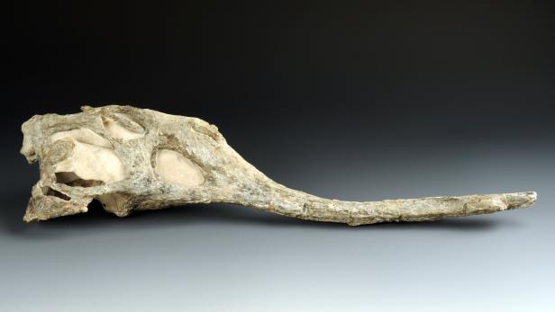 Der Schädelknochen von Mystrio-suchus ist 215 Millionen Jahre alt.
