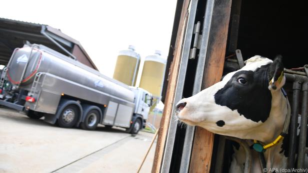 18 Prozent Bio-Milch bei Molkereien