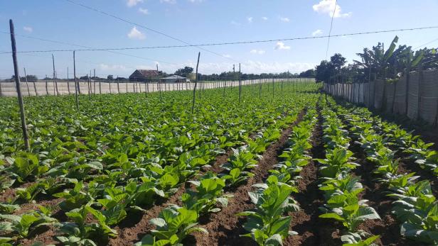 Kubaner sind davon überzeugt, dass ihr Boden den besten Tabak hervorbringt.